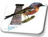 Pionus